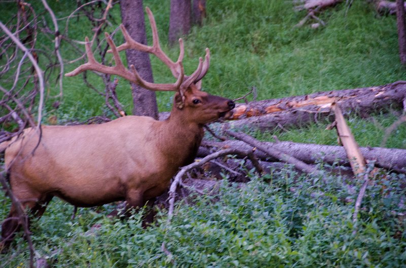 _DSC7607.jpg - Elk near Otter Creek