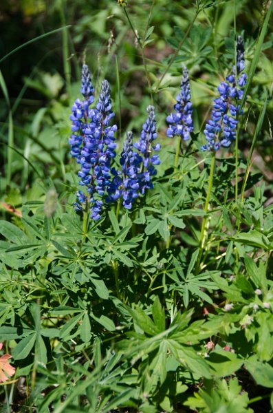 _DSC7626.jpg - Silvery Lupine at Cascade Lake Picnic area