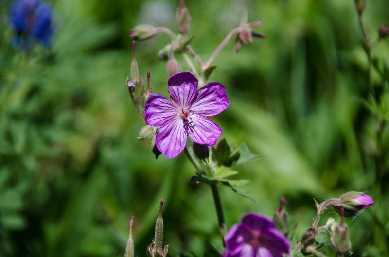 _DSC7627.jpg - Wildflowers at Cascade Lake Picnic area
