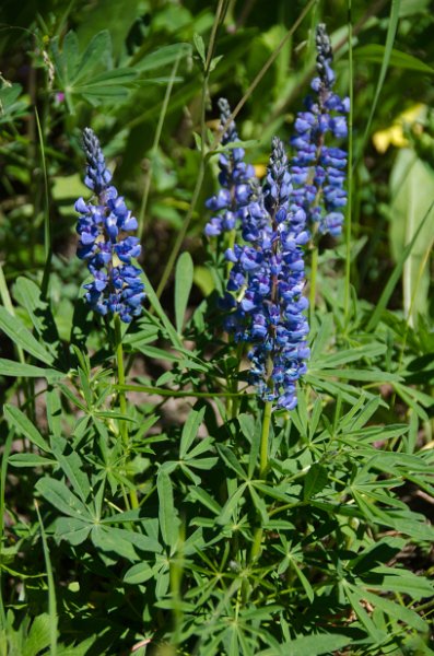 _DSC7629.jpg - Silvery Lupine at Cascade Lake Picnic area