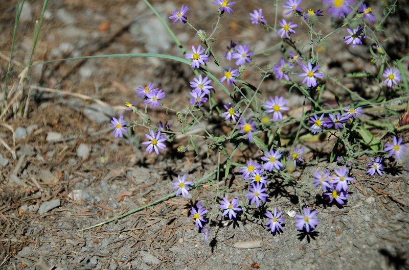 _DSC7667.jpg - Wildflowers on the Tower Fall Trail