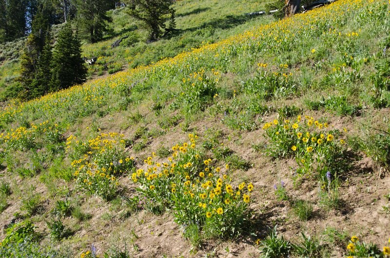 _DSC7705.jpg - Mt Washburn hillside