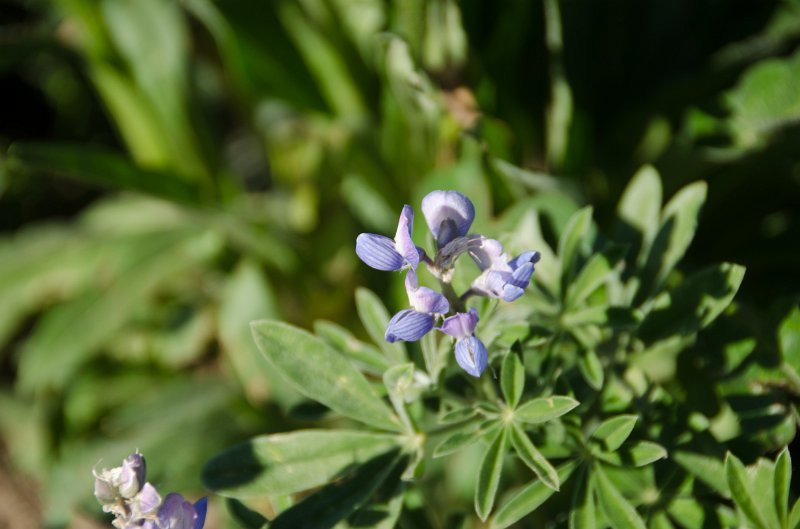 _DSC7708.jpg - Wildflowers on Mt Washburn