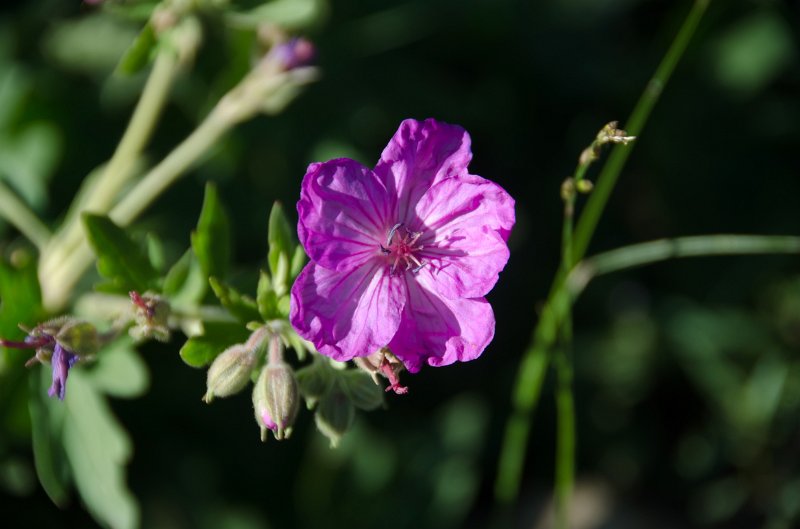 _DSC7709.jpg - Wildflowers on Mt Washburn