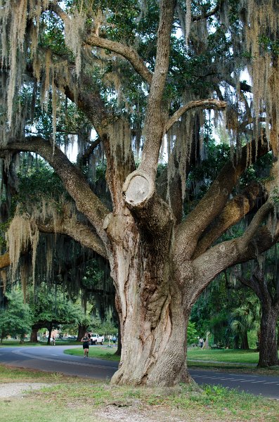 DSC_8557.jpg - A very old Live Oak in Audubon Park4