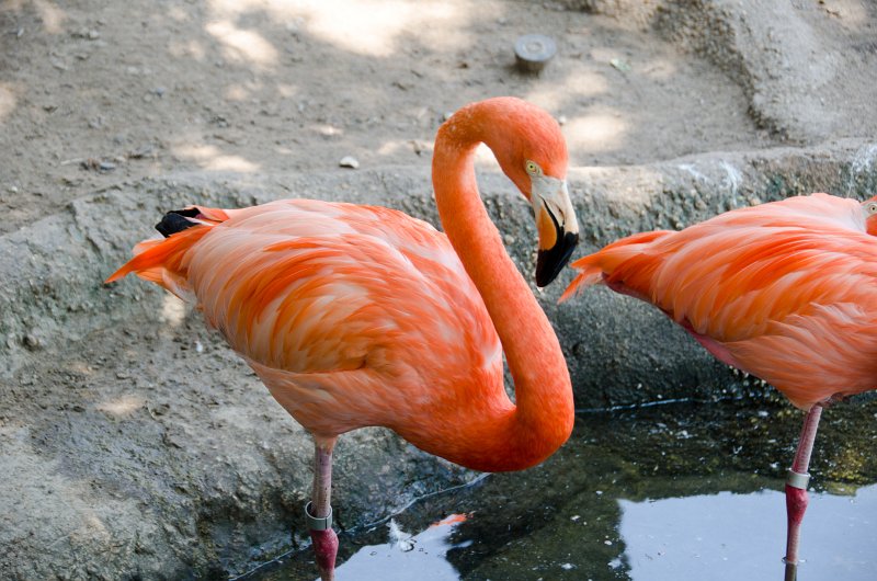 DSC_8580.jpg - Flamingo at Audubon Zoo