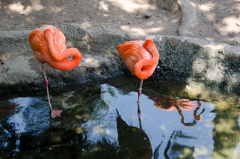 DSC_8586.jpg - Flamingos at Audubon Zoo