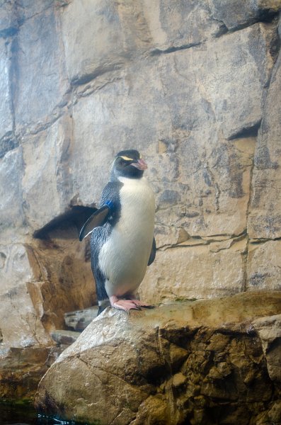 DSC_8670.jpg - A rockhopper penguin at Audubon Aquarium
