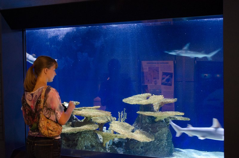 DSC_8674.jpg - Teagan checking out the sharks