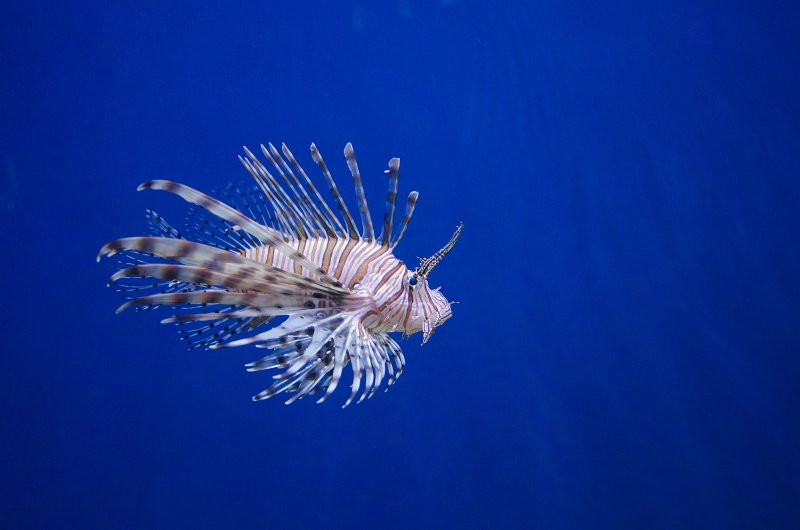 DSC_8685.jpg - There were several lionfish in this tank