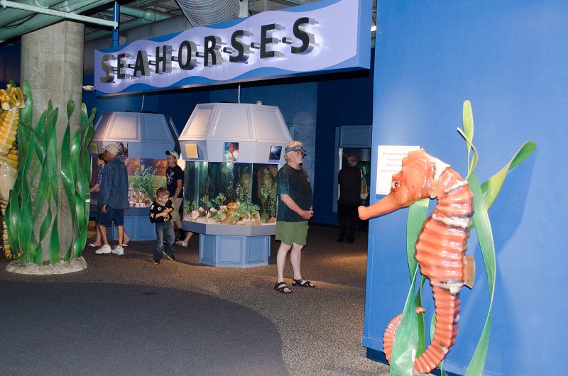 DSC_8703.jpg - The entrance to a very nice seahorse display
