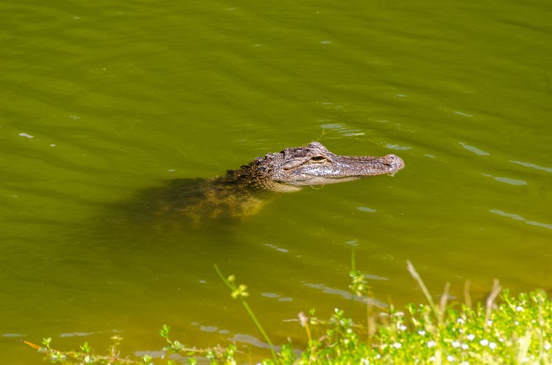 DSC_9005.jpg - An alligator on patrol