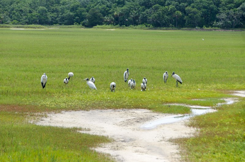 DSC_9021.jpg - A muster of wood storks