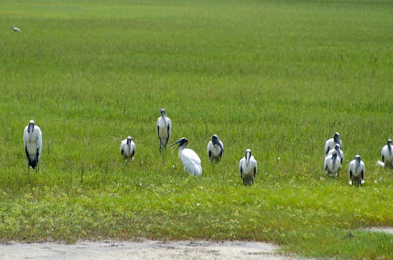 DSC_9022.jpg - Wood storks