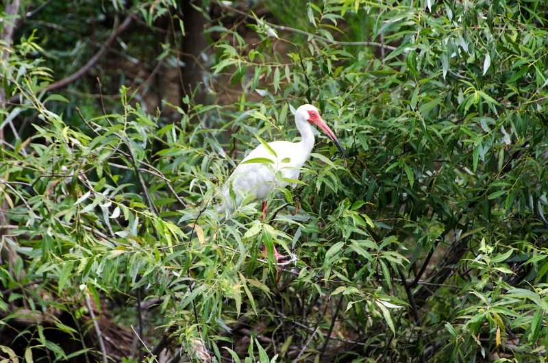 DSC_9025.jpg - White Ibis at Ibis Pond