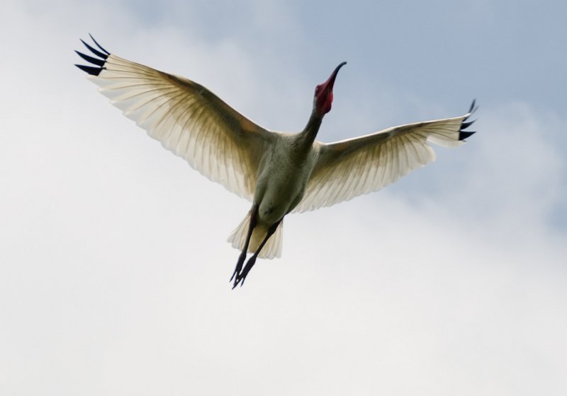 DSC_9035.jpg - White Ibis flying overhead