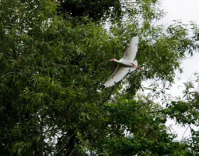 DSC_9037.jpg - White Ibis