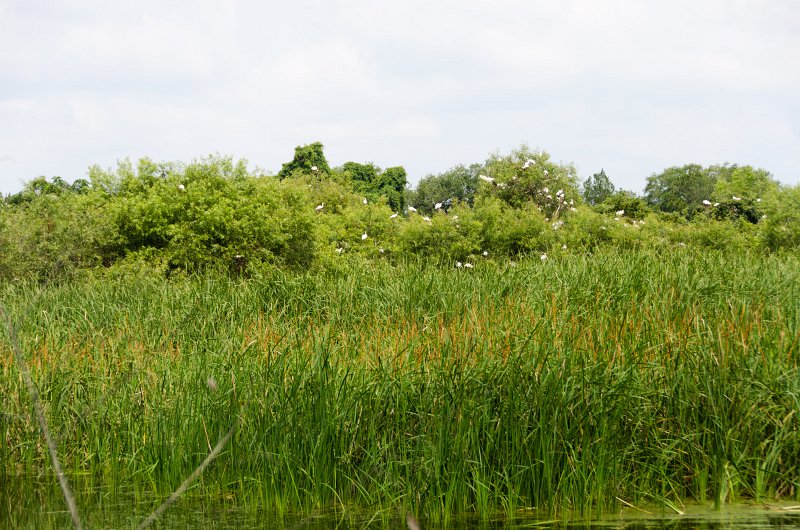 DSC_9046.jpg - Ibis Pond