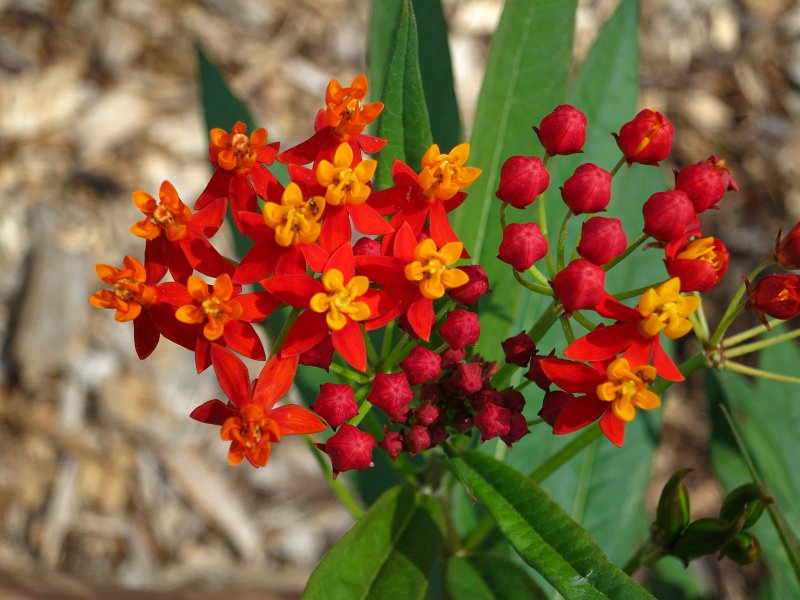 IMG_0086.jpg - Flowers at a garden in the wildlife preserve