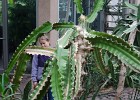 DSD 0347  An aloe and a daughter in the desert area of the conservatory : Atlanta Botanical Garden	Teagan