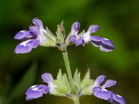 DSD 3418  Nettleleaf Sage (Salvia urticifolia) : Flat Rock Cedar Glade, Nettleleaf sage, Salvia urticifolia, wildflower