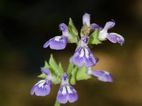 DSD 3427  Nettleleaf Sage (Salvia urticifolia) : Flat Rock Cedar Glade, Nettleleaf sage, Salvia urticifolia, wildflower
