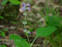 DSD 3435  Nettleleaf Sage (Salvia urticifolia) : Flat Rock Cedar Glade, Nettleleaf sage, Salvia urticifolia, wildflower