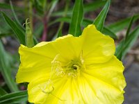 DSD 3444  Bigfruit Evening Primrose (Oenothera macrocarpa)