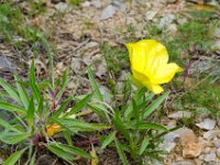 DSD 3449  Bigfruit Evening Primrose (Oenothera macrocarpa)