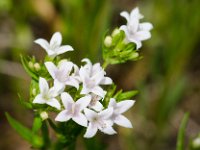 DSD 3480  Houstonia purpurea var. calycosa