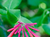 DSD 3494  Trumpet Honeysuckle (Lonicera sempervirens)