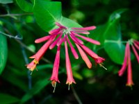 DSD 3499  Trumpet Honeysuckle (Lonicera sempervirens)