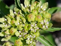 DSD 3519  Antelope-Horn Milkweed (Asclepias viridis)