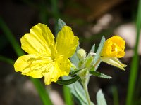 DSD 3546  Narrowleaf Evening Primrose (Oenothera fruticosa ssp. fruticosa)