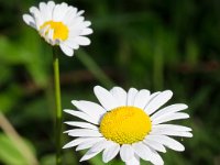 DSD 3551  Oxeye Daisy (Chrysanthemum leucanthemum)