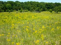 IMG 0119  Grassy area showing Small's Ragwort (Packera anonyma) blooming