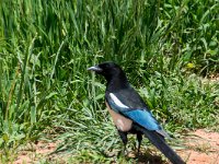 DSC 1746  Magpie : bird