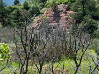 DSC 1755  Dead trees at the Red Rock Open Space