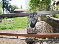 DSC 2136  Emu : Emu