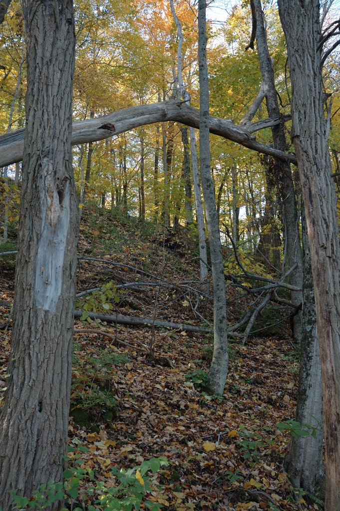 Radnor Lake