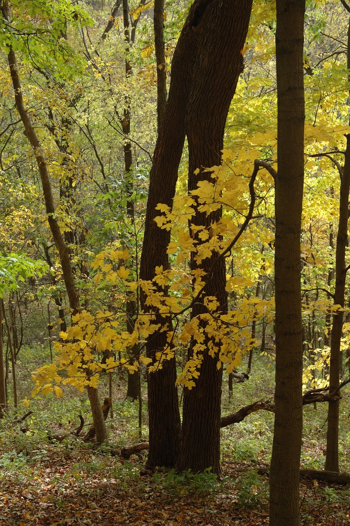 Radnor Lake