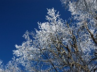 DSC 0722  Ice in the trees along Gregory Ridge