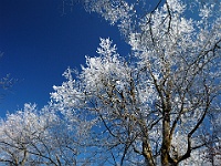 DSC 0723  Ice in the trees along Gregory Ridge