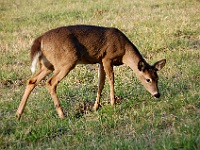 DSC 0878  Deer grazing in Cades Cove