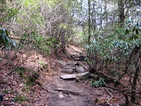 IMG 2529  Woodland Trail near Fall Creek Falls