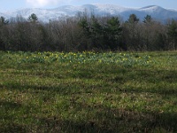 IMG 2767  Daffodils in Cades Cove; ice in the distant mountains