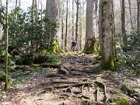 IMG 3132  Richard between two huge yellow poplars along the Ramsey Cascades Trail