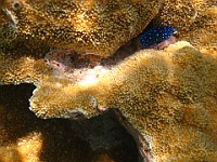 IMG 1279  Juvenile Yellowtail Damselfish