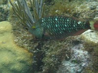 IMG 1451  A stoplight parrotfish