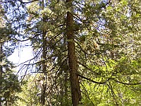 DSC 2716  A tree growing on a falled redwood : flowers